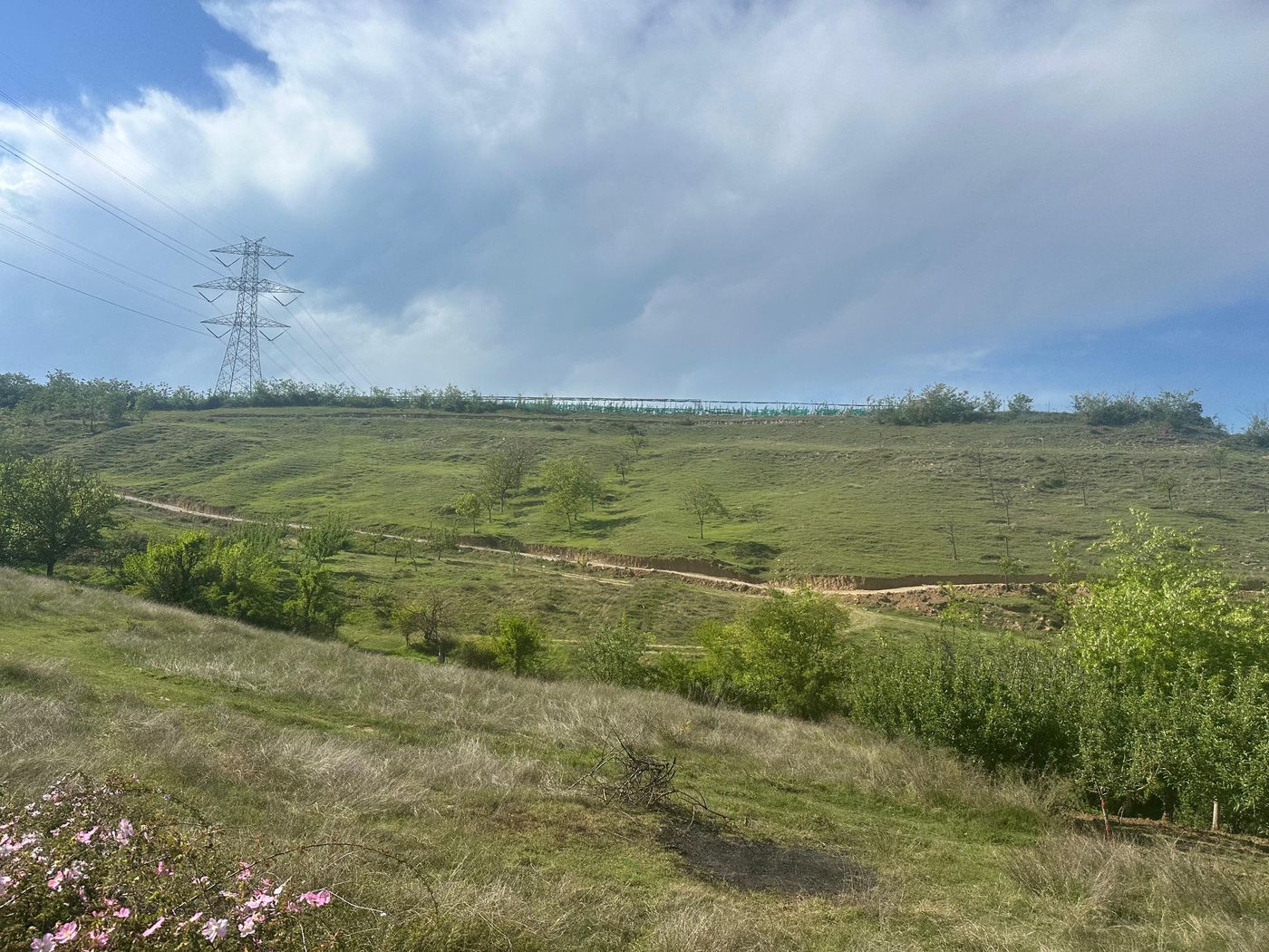 The green hillside of Highland Orchard in spring, with netting visible along the upper boundary