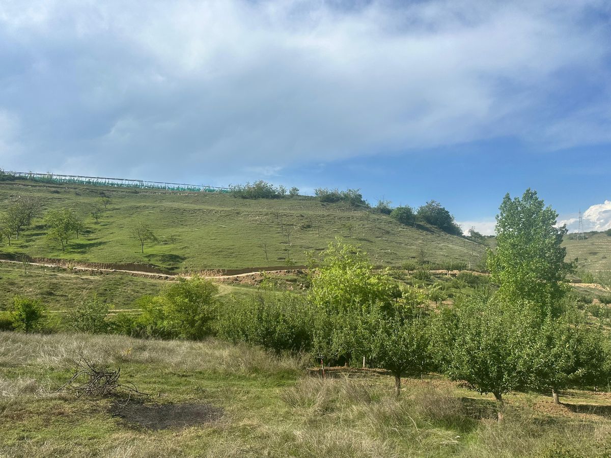 Green hillside at the Highland Orchard site in spring