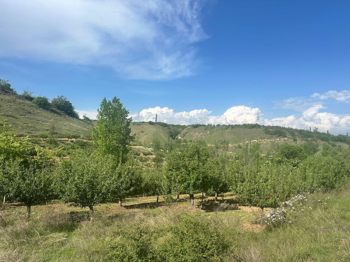 Grassland slope and young trees at the Highland Orchard site